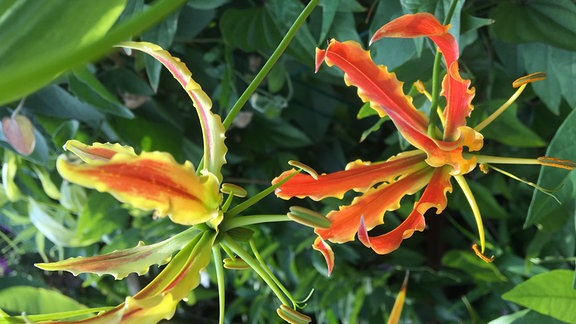 Gloriosa mit orangener Blüte  