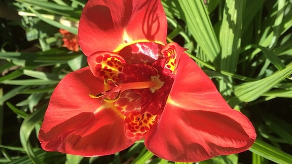 Rote Blüte einer Tigerblume  