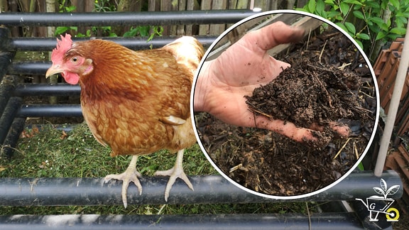 Huhn sitzt auf Komposthaufen