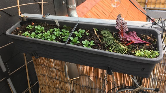 Gemüseanbau auf dem Balkon: Kleine Gemüsepflänzchen wachsen im Frühling in einem Balkonkasten.