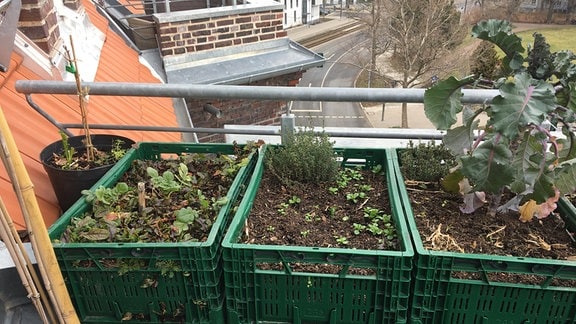 Gemüseanbau auf dem Balkon: Drei Transportkisten mit Erde und Gemüsepflanzen stehen auf einem Balkon.
