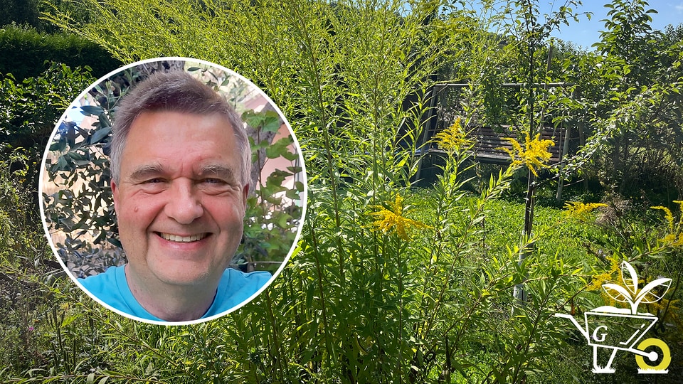 67 Invasive Pflanzen MDR.DE