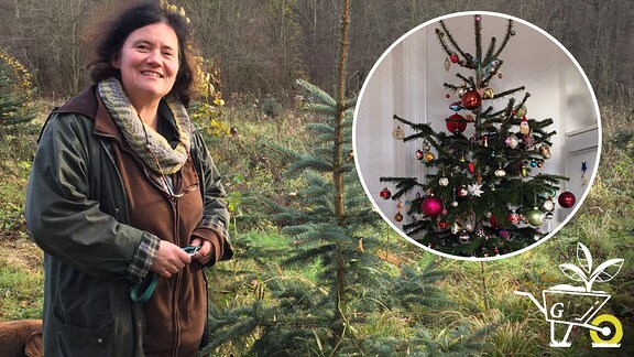 Collage: Försterin Uta Krispin mit Fichte/ geschmückter Weihnachtsbaum