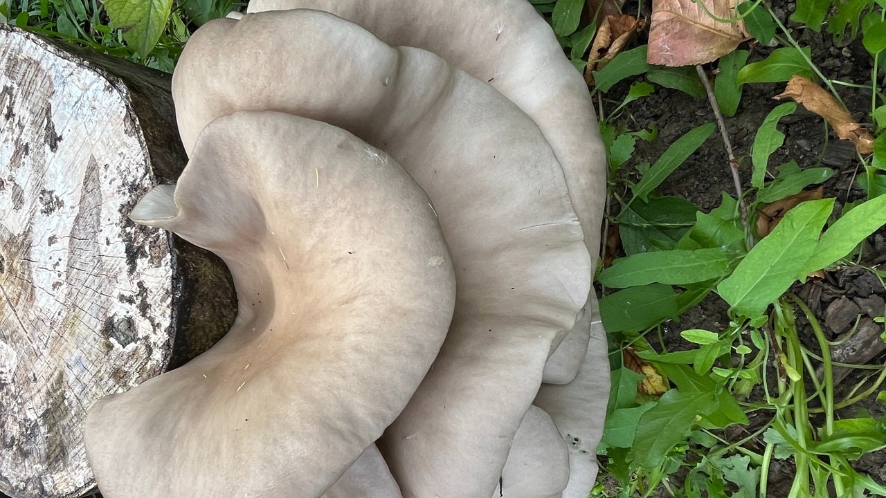 Was braucht ein Pilz um zu wachsen?