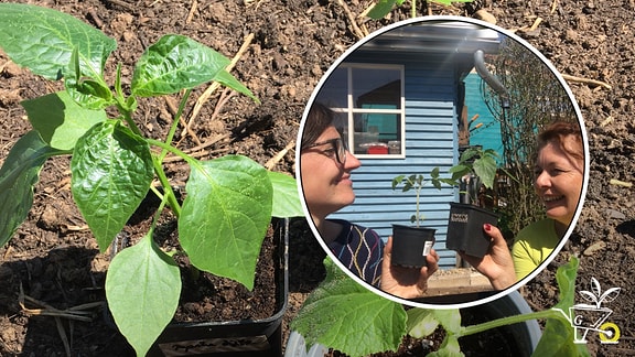 Bildcollage: Gemüsepflanzen stehen auf einem Beet. Kleingartenbesitzerin Nadine Witt und Gärtnerin Brigitte Goss haben Spaß in einem Kleingarten. 