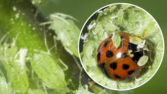 Bildcollage: Blattläuse an einem Stängel/ Marienkäfer und Blattläuse auf einer Pflanze 