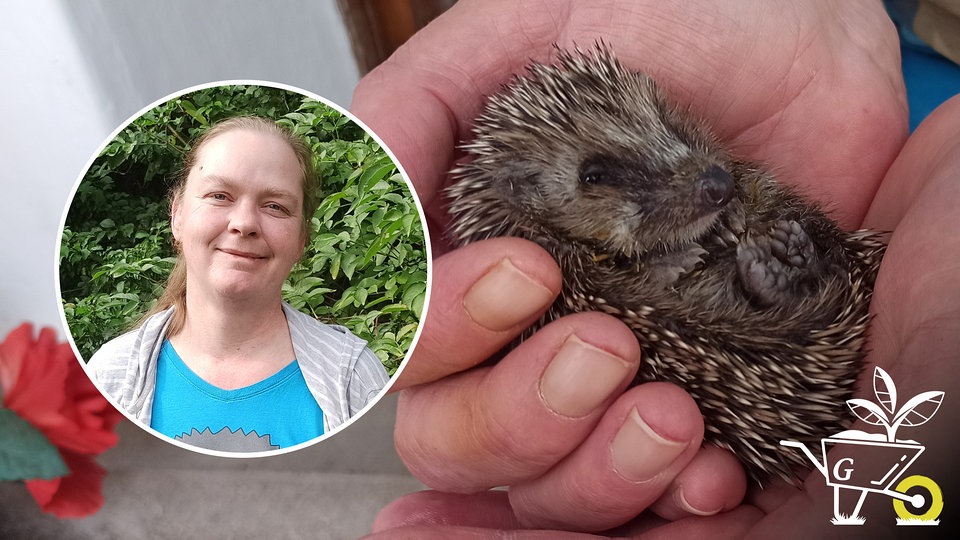 97 Igel im Garten MDR.DE