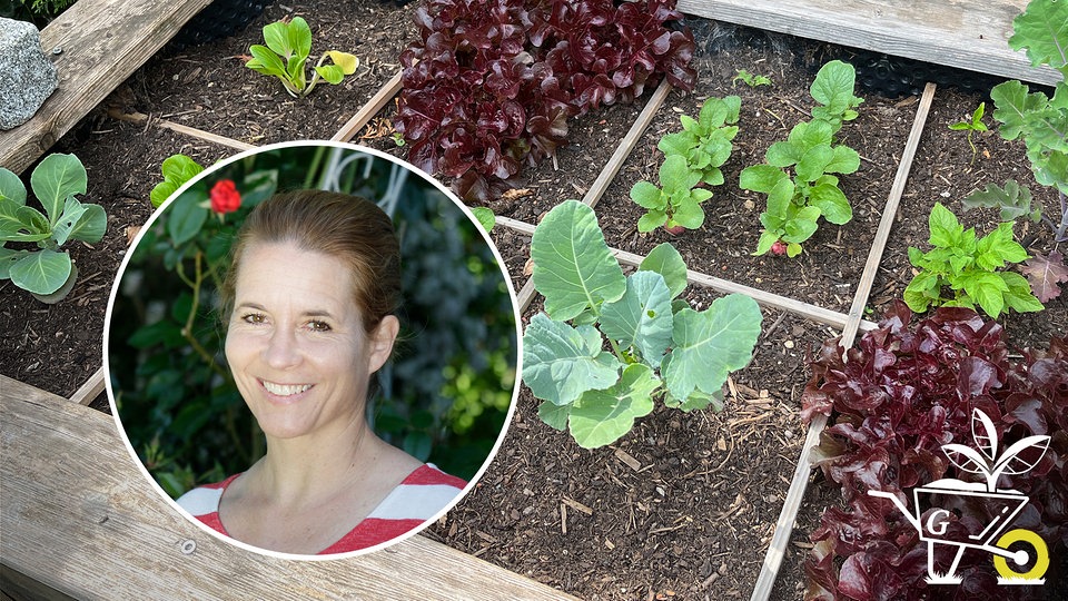64 Gärtnern im Quadrat Square Foot Gardening MDR.DE