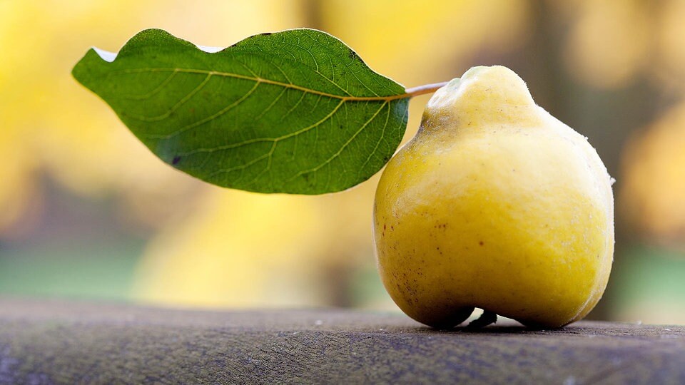 Obstbäume im Garten MDR.DE