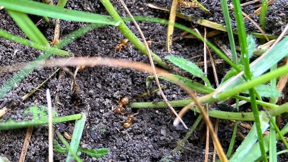 Rasenameisen in einem Ameisenhaufen im Rasen