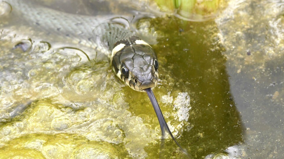 Schlangen im Garten Bruthaufen für Ringelnattern anlegen MDR.DE