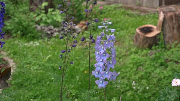 Ein blauer Rittersporn