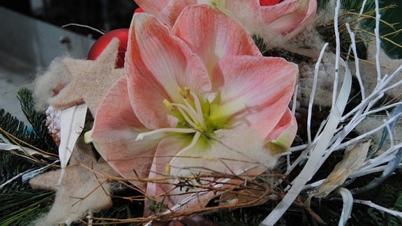 Die hellrosa und weiß gefärbte Blüte eines Rittersterns