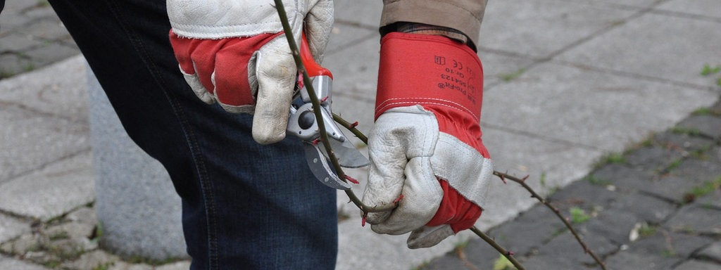 Rosenschnitt Im Fruhling Funf Tipps Zur Pflege Der Edlen Blumen