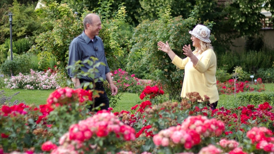 Ziergarten Rosenpflege im Sommer MDR.DE