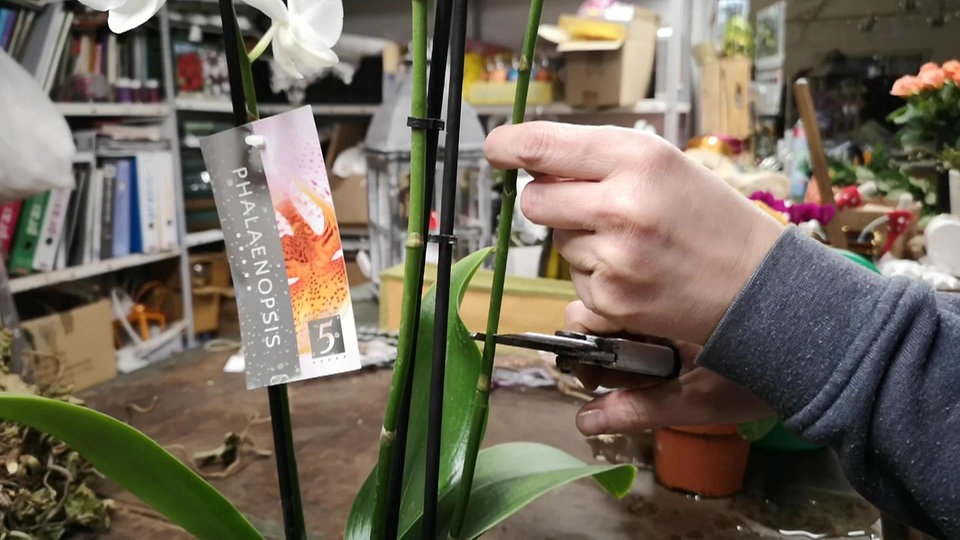 Orchideen zurückschneiden MDR.DE