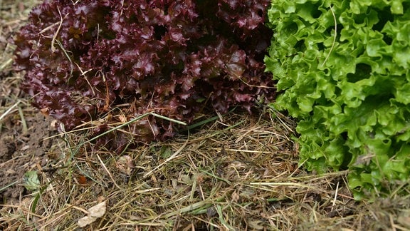 Rund um den Salat auf einem Beet wurde Grasschnitt ausgelegt.