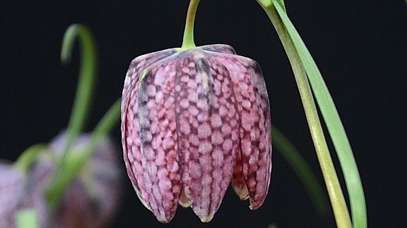 Lila-weiß karrierte Köpfchen der Schachbrettblume vor einer schwarzen Wand.