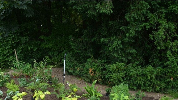 Schattenbeet liegt umgeben von einer Hecke unter hohen Bäumen