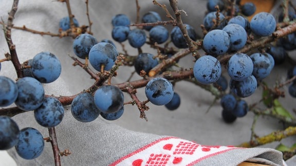 Zweig mit dunkelblauen Früchten der Wildobst-Art Schlehe in Korb