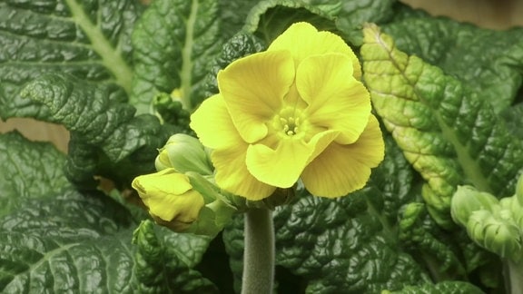 Eine Primel, auch Schlüsselblume genannt, mit gelber Blüte und krausen grünen Blättern