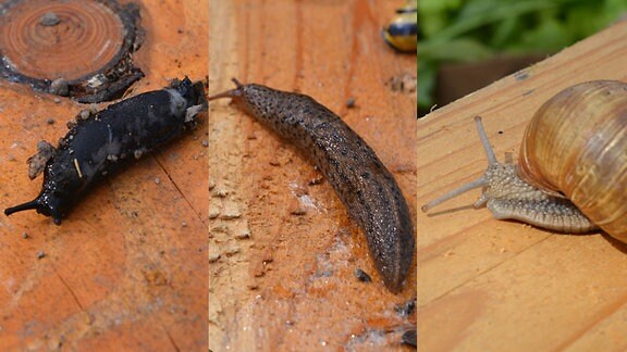 Nacktschnecken ein Vielfraß im Garten MDR.DE