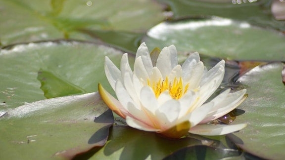 Eine weiße Seerose umgeben von Blättern in einem Teich.