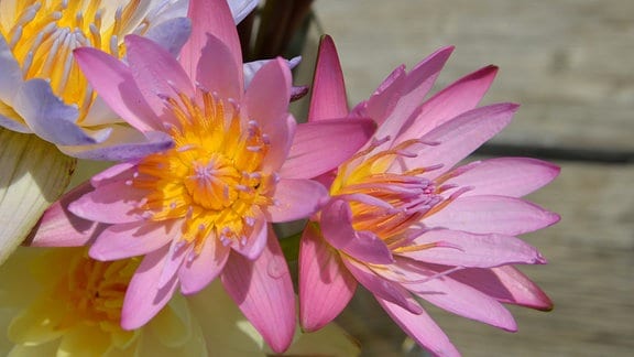 Lila und rosa blühende Seerose.