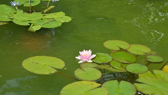 Seerosenblüte und Seerosenblätter auf dem Wasser.