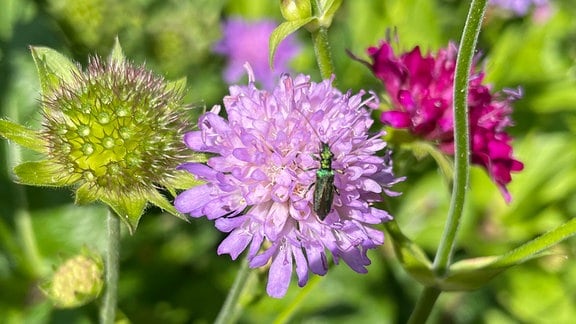 Ein grünes Insekt sitzt auf einer Witwenblume (Skabiose).
