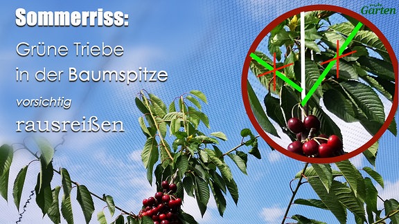 Ein Kirschbaum mit einer Spitze an der sich viele Seitentriebe gebildet haben. Eine Grafik, die erklärt, dass die äußeren grünen Triebe ausgerissen werden können