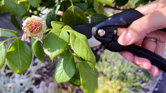 Mit einer Gartenschere werden rote Rosen abgeschnitten