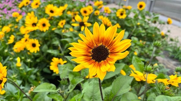 Balkon-Sonnenblume'Sonnenkraft' Helianthus annuus sunbelievable ʻBrown E