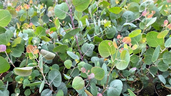 Eukalyptus Eucalyptus gunnii 