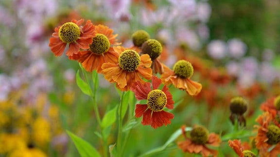 Orangefarbene Blüten der Sonnenbraut