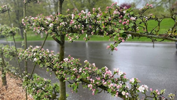 Ein blühendes Apfelspalier im Frühling im Egapark Erfurt.