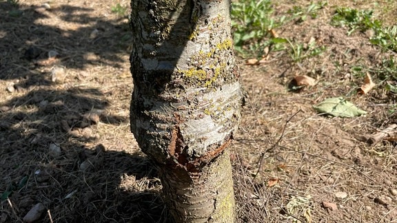 Die Veredelungsstelle eines Obstbaums.