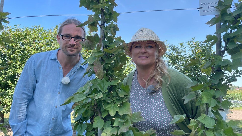 Schneller Ertrag Obstbäume als Spindel oder im Spalier anbauen MDR.DE