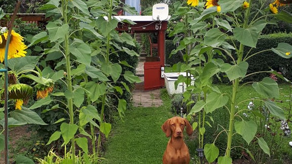 Ein Hund im Garten zwischen Sonnenblumen