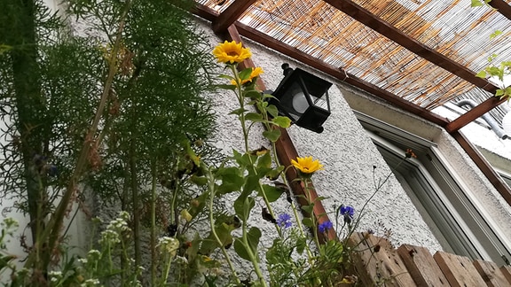 Balkon-Garten mit Sonnenblumen