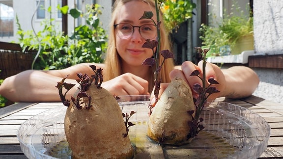 Strebergärtnerin Katharina Koch hinter Süßkartoffel-Knolle mit jungen Trieben