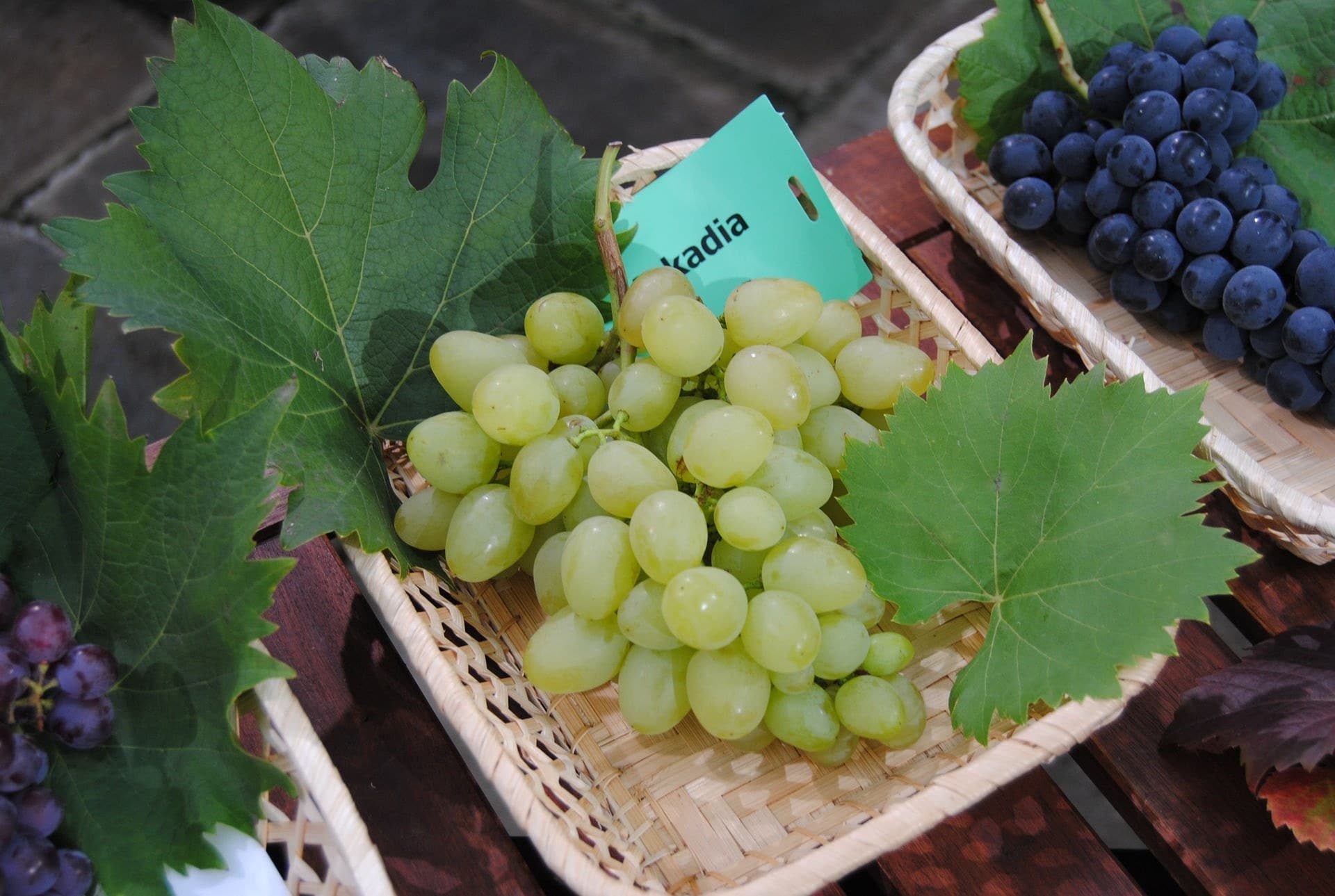 Weintrauben-Sorten für den Anbau im eigenen Garten | MDR.DE