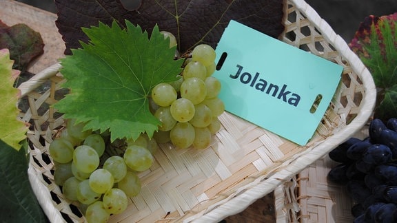 Grüne Tafeltrauben der Sorte 'Jolanka' liegen mit zwei Weinblättern und einem Zettel mit der Aufschrift "Jolanka" in einem Körbchen