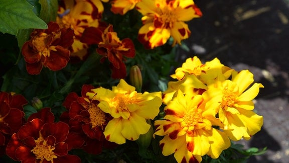 Gelbe und rote Studentenblumen