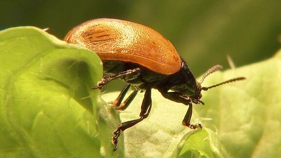 Roter Käfer auf einem Blatt