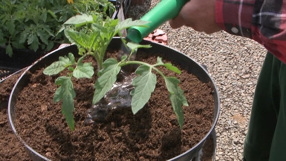 Tomatenpflanze wird gegossen