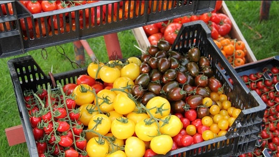 Tomaten (rot, gelb, schwarz)