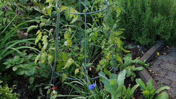 Tomaten wachsen mitten im Staudenbeet an einem Rankgerüst