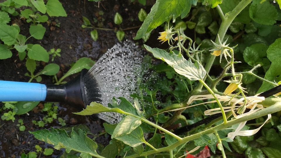 Halbzeit im Tomatengarten Düngen und pflegen MDR.DE