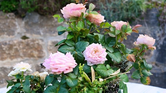 Auf welche Punkte Sie als Käufer bei der Auswahl bei Mini blumen im topf achten sollten